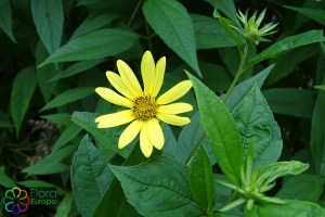 Helianthus tuberosus (2)